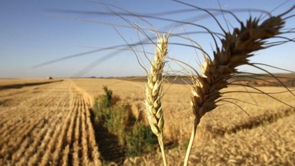 Cultivos de invierno: Hasta el momento hay buenas expectativas, aunque 'es temprano para estimar rindes' —  Agricultura — Dinámica Rural | El Espectador 810