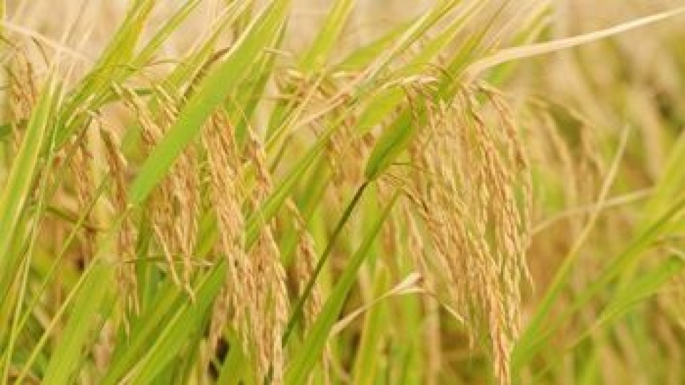 México 'nuevamente dio el sí al arroz uruguayo' —  Agricultura — Dinámica Rural | El Espectador 810