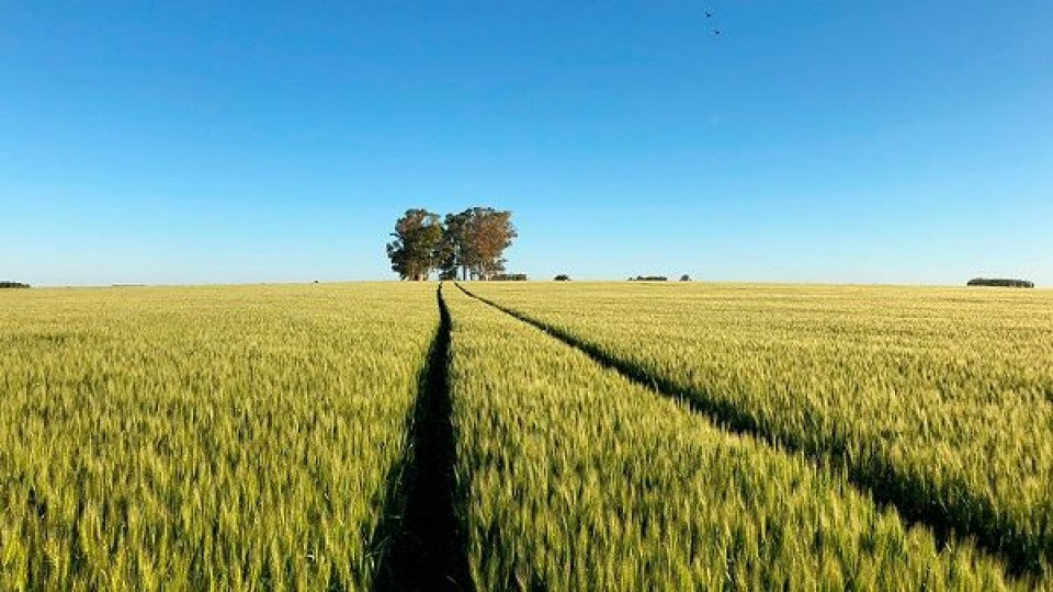 Trigo: El 22.4% de la siembra en Uruguay proviene de ADP —  Agricultura — Dinámica Rural | El Espectador 810