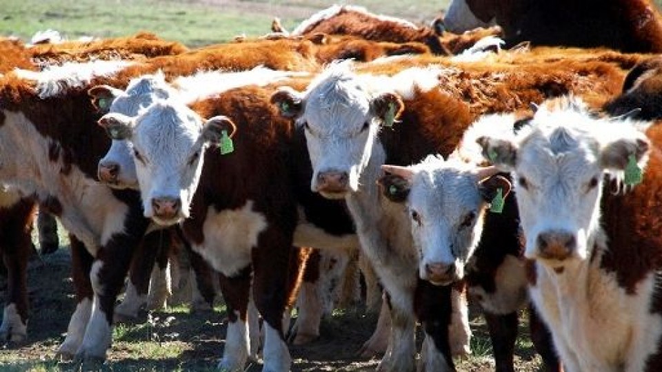Previo a la primavera, Pantalla Uruguay, con muy buena colocación —  Mercados — Dinámica Rural | El Espectador 810