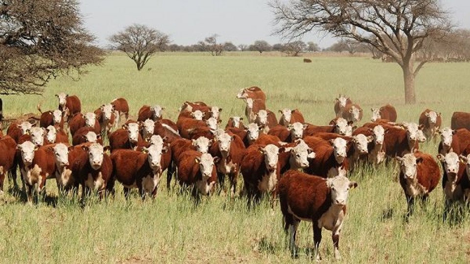 Las terneras en PlazaRural aumentaron un 10% su referencia —  Mercados — Dinámica Rural | El Espectador 810