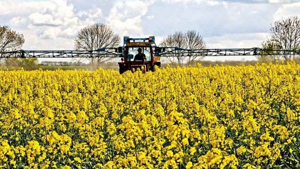 Colza: Crece en área, pero también los controles —  Agricultura — Dinámica Rural | El Espectador 810