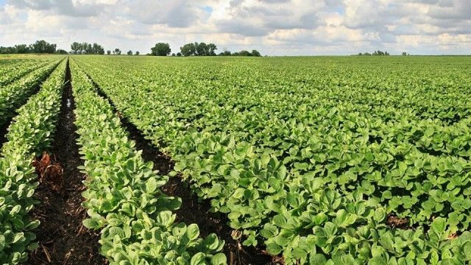 Argentina busca el ingreso de dólares bajando las retenciones —  Agricultura — Dinámica Rural | El Espectador 810