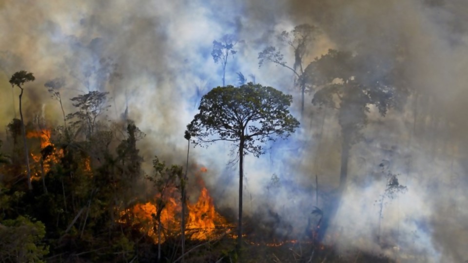 Activistas crean en Brasil plataforma de monitoreo ambiental  —  Denise Mota — No Toquen Nada | El Espectador 810