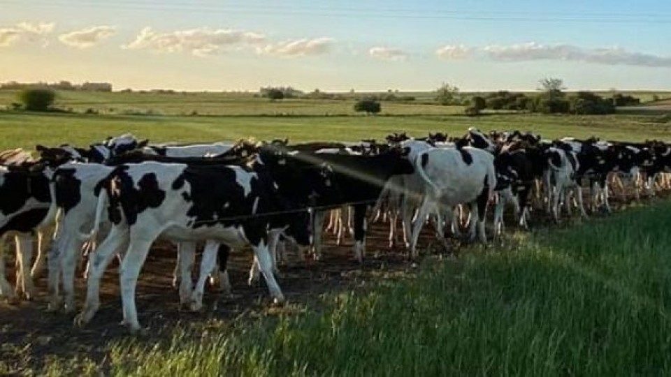 Lechería: ''Es clave hacer hincapié en limitantes como el confort animal'' —  Lechería — Dinámica Rural | El Espectador 810