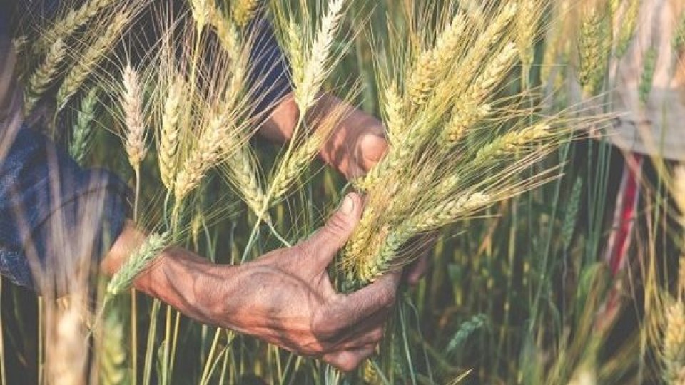 Con la mirada puesta en el clima, avanza la cosecha de invierno —  Agricultura — Dinámica Rural | El Espectador 810