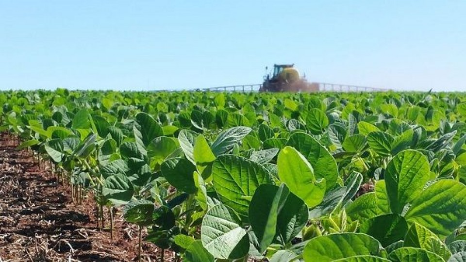 Cultivos de verano: ''La siembra está prácticamente paralizada'' —  Agricultura — Dinámica Rural | El Espectador 810