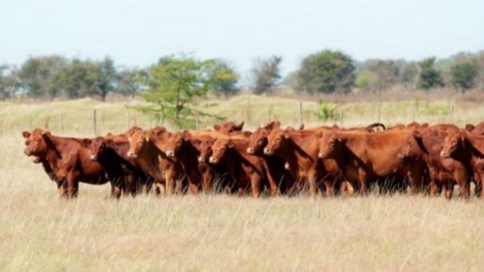 El clima incidió en el ajuste pronunciado de precios —  Mercados — Dinámica Rural | El Espectador 810