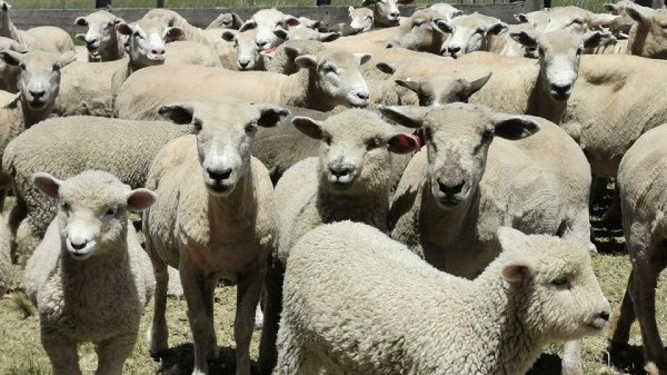 ''Vamos por más corderos'', capitalizando el trabajo del año —  Ganadería — Dinámica Rural | El Espectador 810