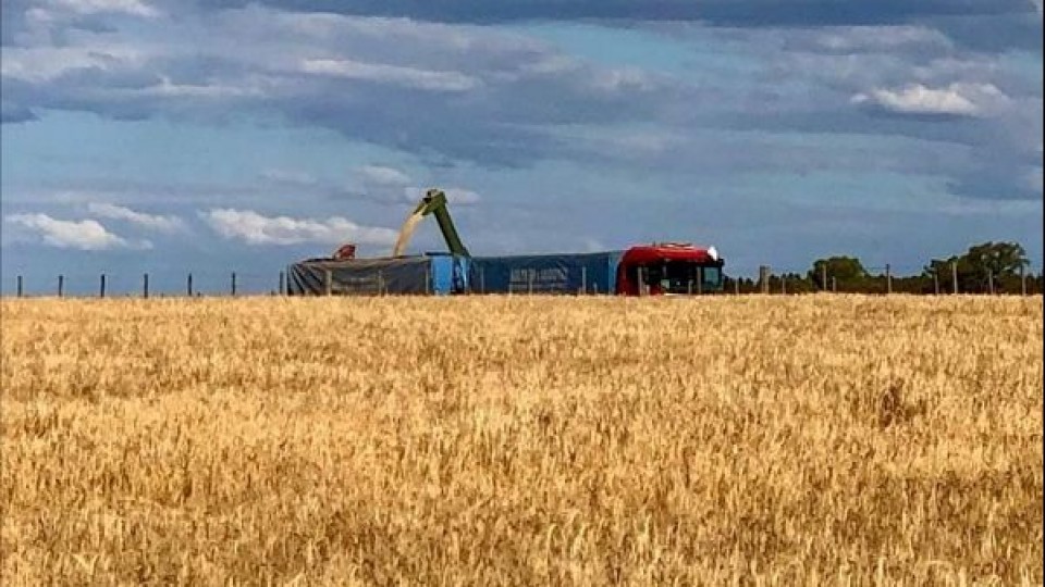 Los rindes en trigo son buenos, y con buen peso hectolítrico —  Agricultura — Dinámica Rural | El Espectador 810