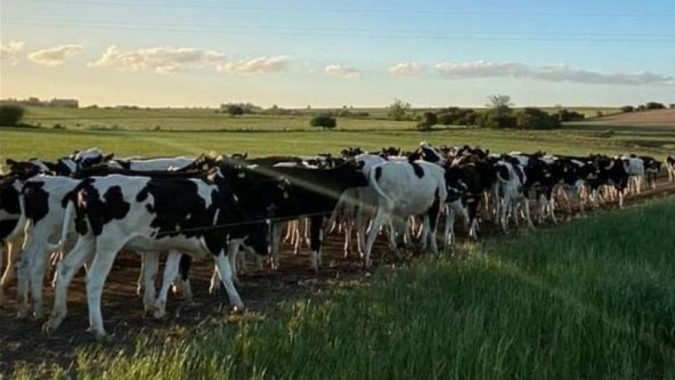 Dos tambos, dos caminos, y similares resultados —  Lechería — Dinámica Rural | El Espectador 810