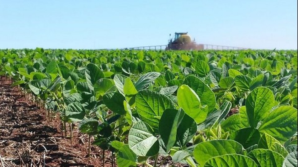 Soja: Las lluvias permitieron retomar la siembra —  Agricultura — Dinámica Rural | El Espectador 810