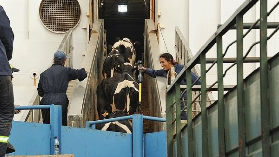 Partió a China contingente de ganado Holando y Hereford — Economía — Dinámica Rural | El Espectador 810