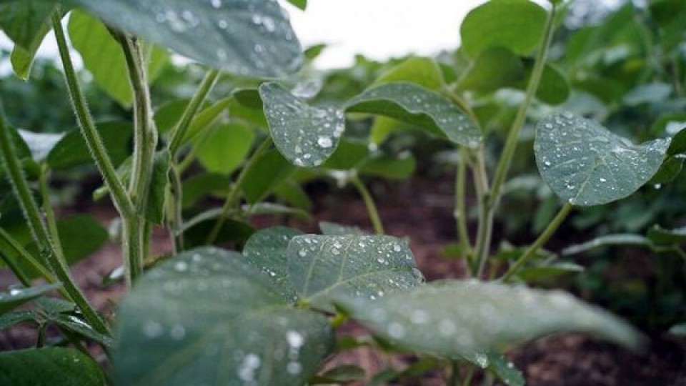 R. Symonds: ''Las lluvias ocurrieron en el momento justo para la soja'' —  Agricultura — Dinámica Rural | El Espectador 810