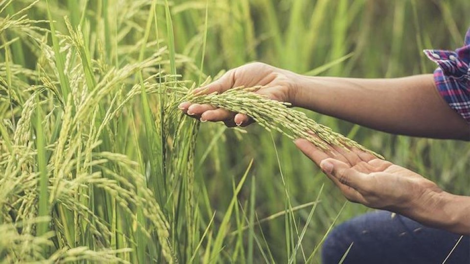 Brasil cumplió y Uruguay recuperó la competitividad —  Economía — Dinámica Rural | El Espectador 810