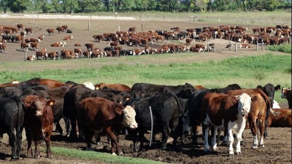 Poca oferta, demanda fluida y precios estables —  Ganadería — Dinámica Rural | El Espectador 810