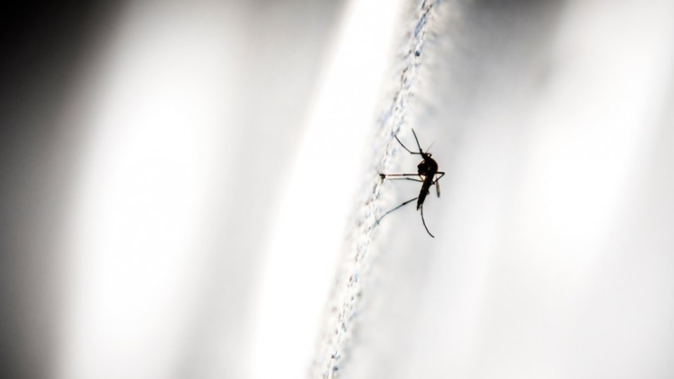 Darwin, alguaciles para combatir mosquitos y los meteorólogos de camas —  Columna de Darwin — No Toquen Nada | El Espectador 810