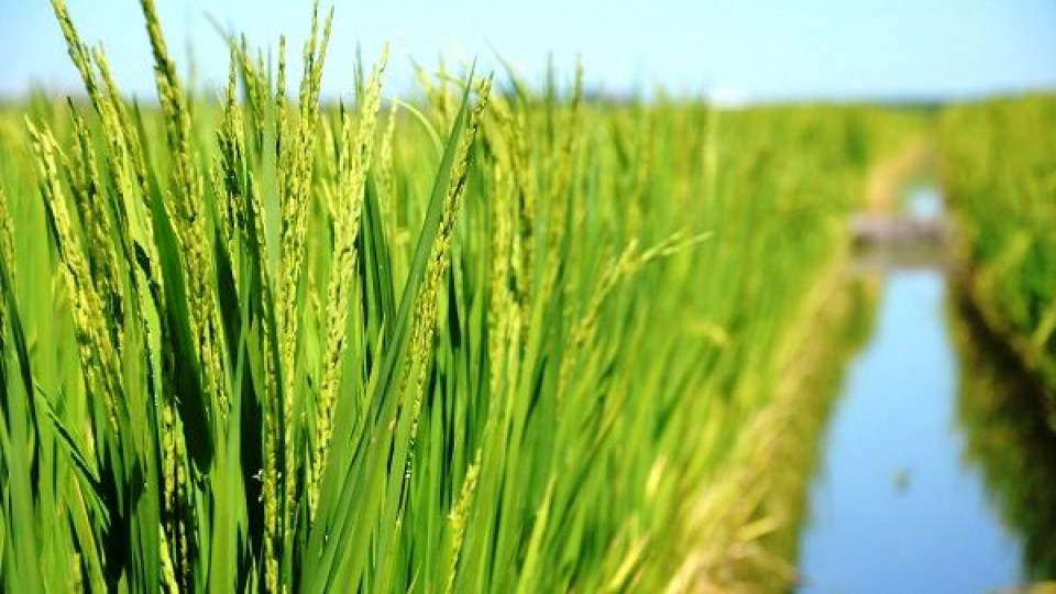 Arroz: La zafra 20/21 abarcó más de 143 mil hectáreas —  Agricultura — Dinámica Rural | El Espectador 810