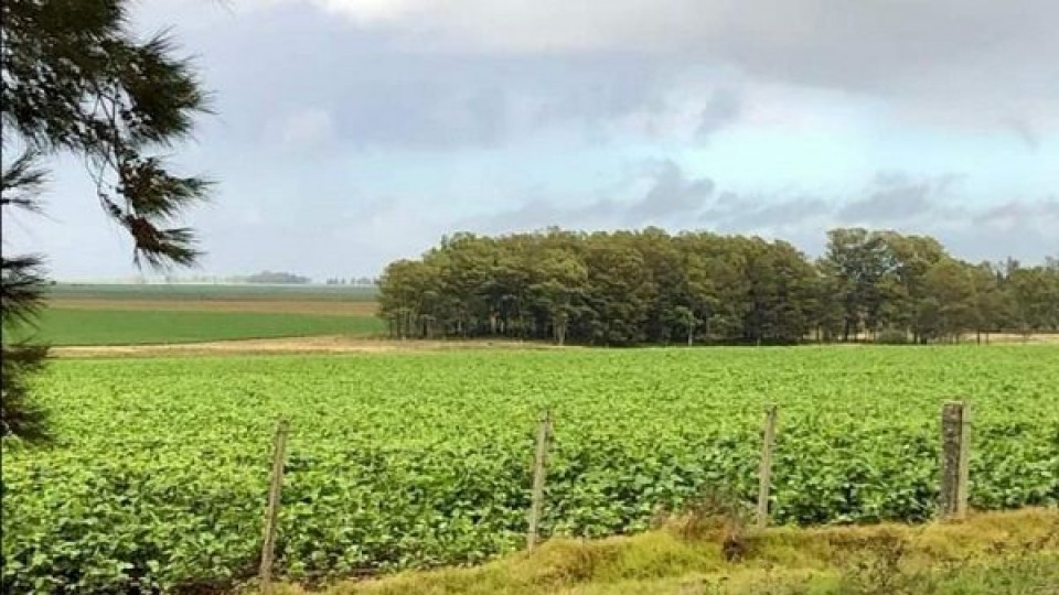 A. Alayón: ''Hoy las chacras proyectan mejores rindes'' —  Agricultura — Dinámica Rural | El Espectador 810