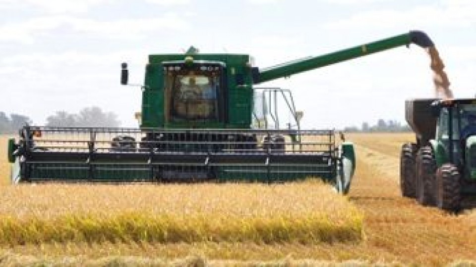 Arroz: El precio para la zafra 18/19 se ubicó en 9 dólares por bolsa de 50kgs —  Agricultura — Dinámica Rural | El Espectador 810