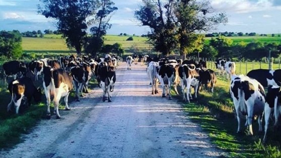 G. Berti: ''Quedan cosas por resolver, pero hay un mejor escenario para la lechería'' —  Lechería — Dinámica Rural | El Espectador 810