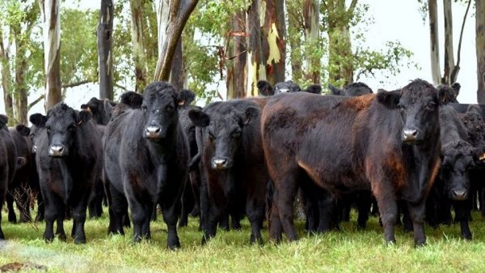G. Basso: El novillo gordo especial ''cruzó los 3.50 dól/kgs'' —  Mercados — Dinámica Rural | El Espectador 810