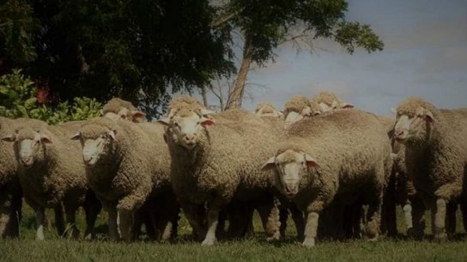''La Esperanza'' de Gambeta y Vieytes, es sinónimo de carne y lana — Ganadería — Dinámica Rural | El Espectador 810
