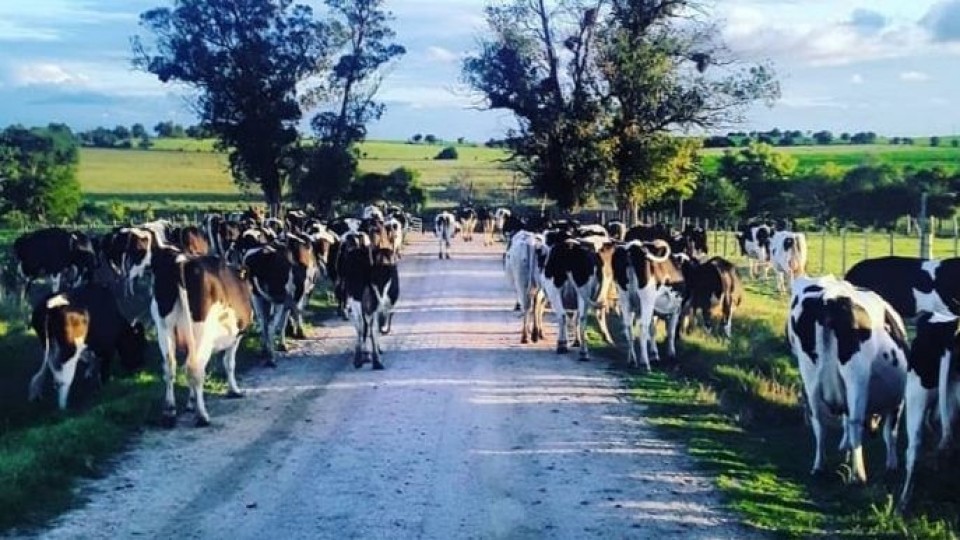 Prolesa remitió más de 12 mil vacunos a faena —  Lechería — Dinámica Rural | El Espectador 810