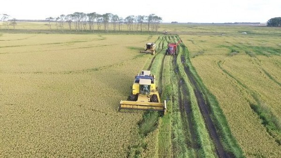 En un área cosechada superior al 10%, los rindes de arroz son similares a la zafra pasada —  Agricultura — Dinámica Rural | El Espectador 810