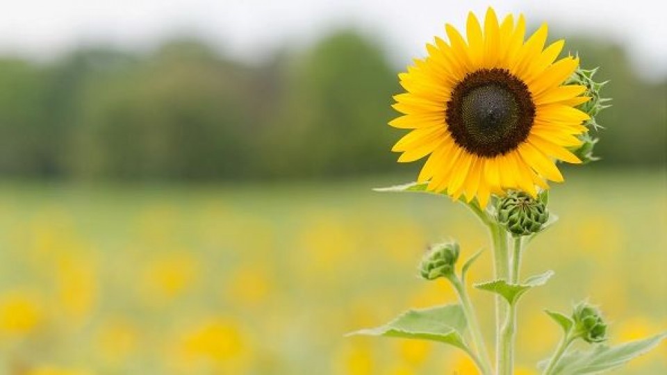 L. Simean: ''El girasol se impone en el esquema agrícola'' —  Agricultura — Dinámica Rural | El Espectador 810