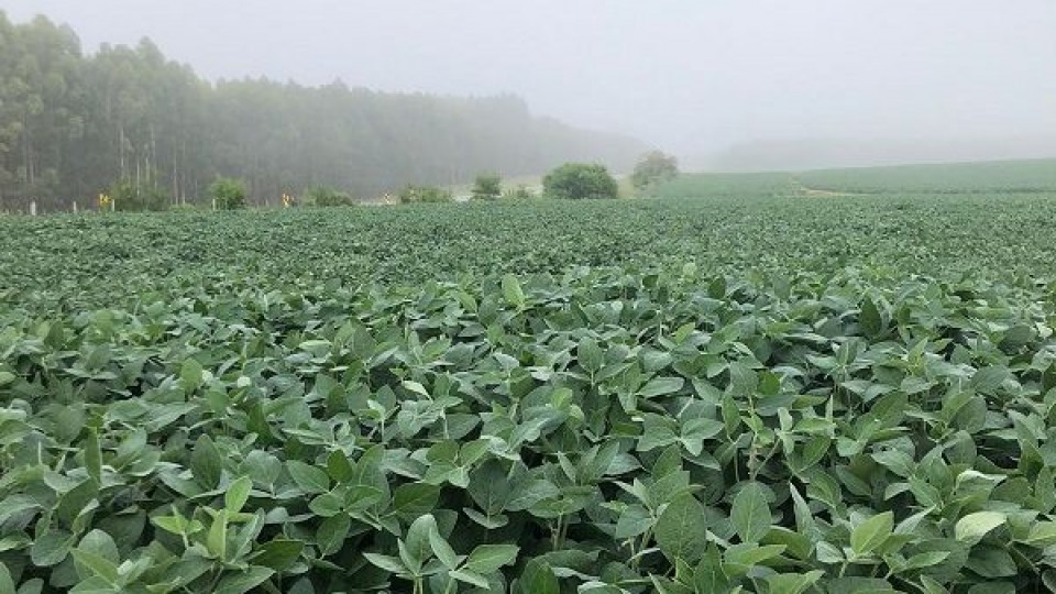 G. Carballal: ''En soja tendremos un año magro en rendimientos'' —  Agricultura — Dinámica Rural | El Espectador 810