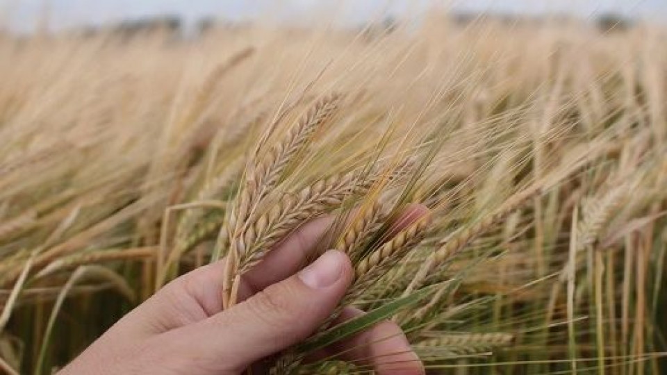 La cebada se perfila ''muy bien para la zafra que viene'' —  Agricultura — Dinámica Rural | El Espectador 810